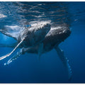 Humpback whale