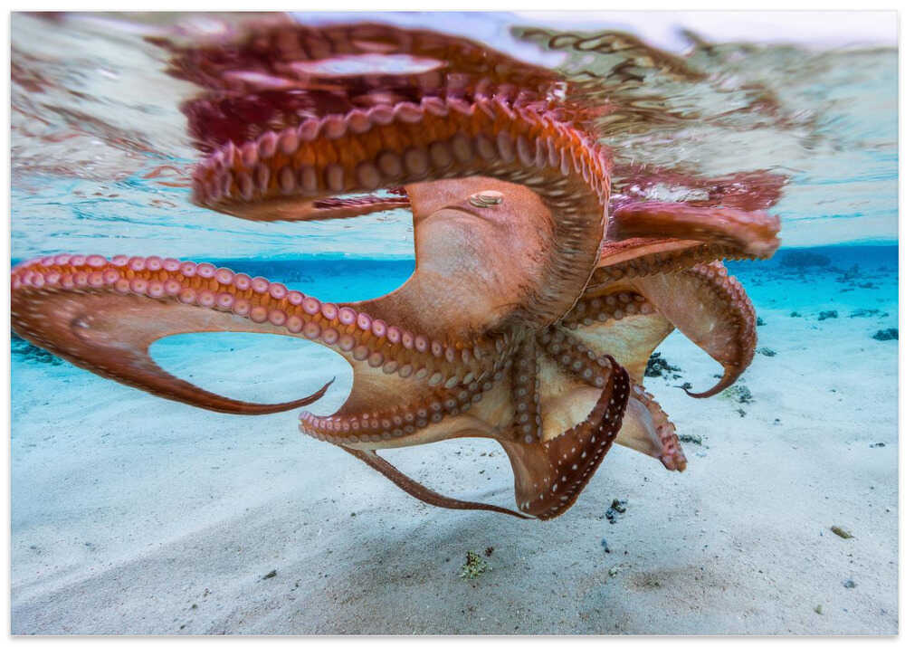 The octopus underside