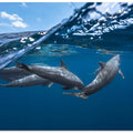 Dolphins