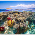 Mayotte : The Reef