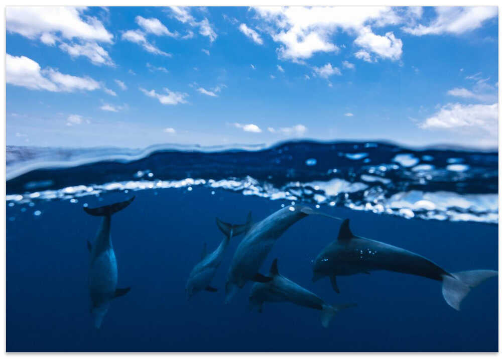 Between air and water with the dolphins