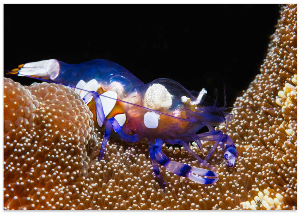 Peacock-tail anemone shrimp