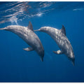 Two bottlenose dolphins