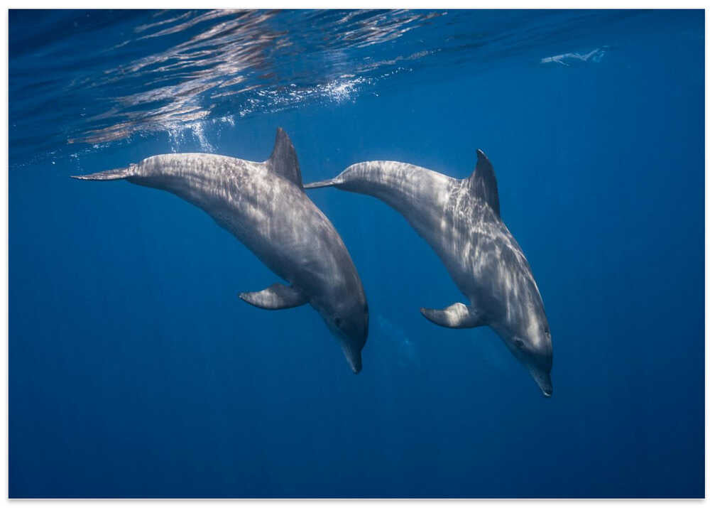 Two bottlenose dolphins