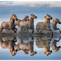 Horses and reflection