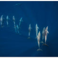 Dolphin group