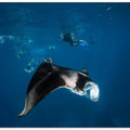 Manta ray!