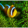 Yellow clownfish on green anemon
