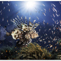 Lionfish