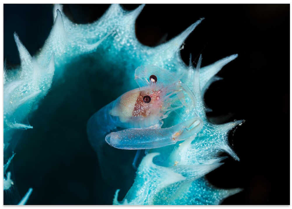 Shrimp in a blue sponge