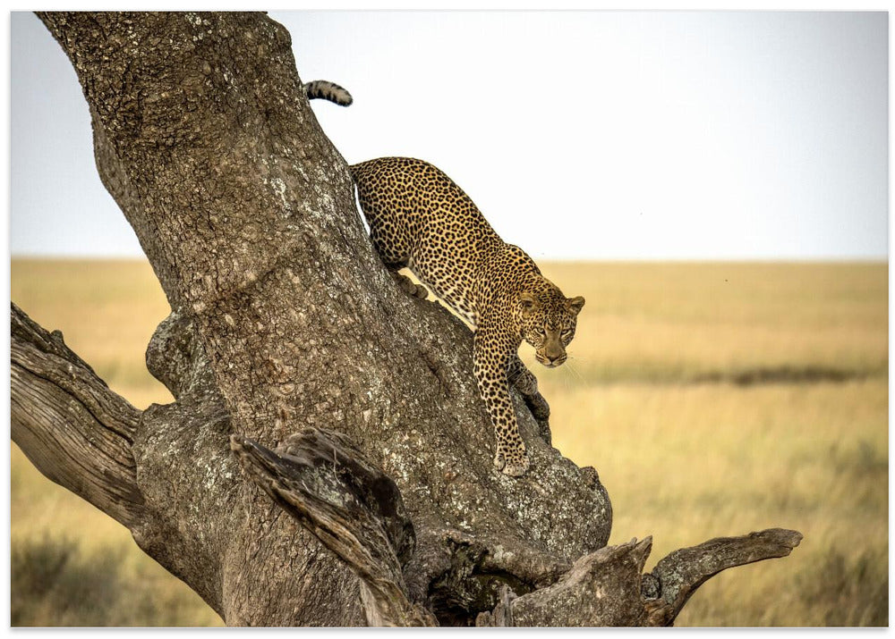 Leopard - Serengheti, Tanzania