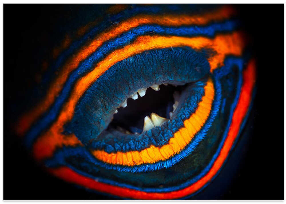 Orange-lined triggerfish