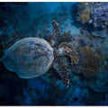 Hawksbill sea turtle