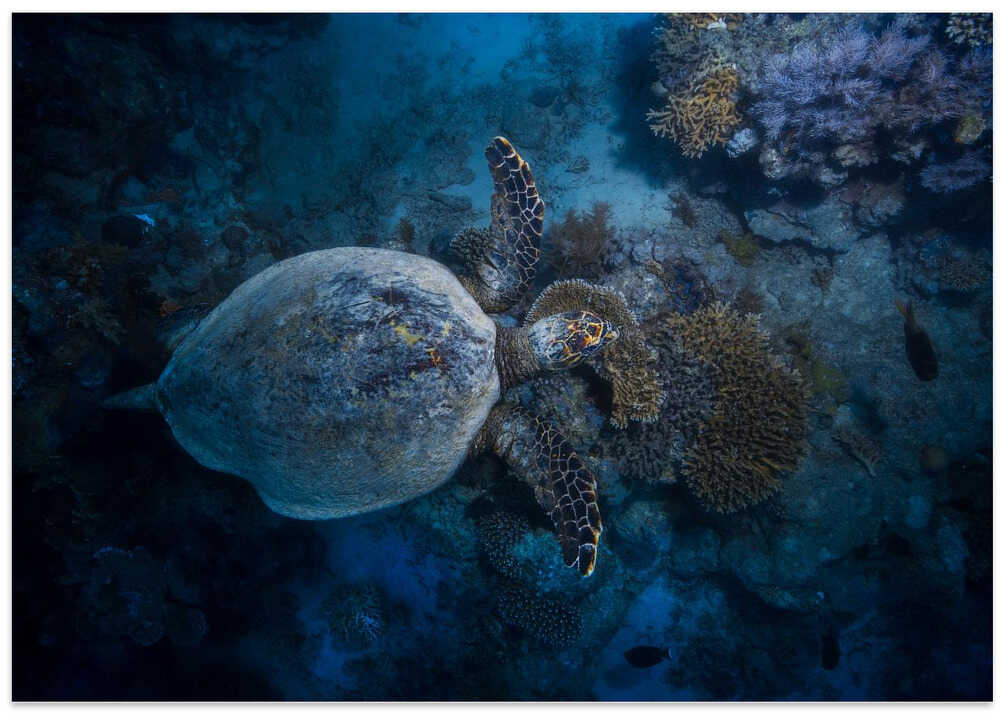 Hawksbill sea turtle