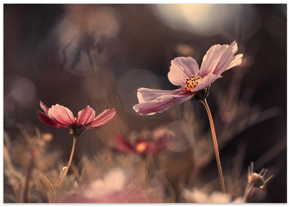 Flowers of innocence