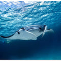 Manta ray