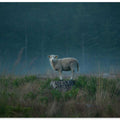 Moody sheep