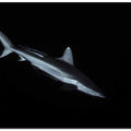 Gray reef shark