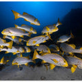 Underwater photography-Indian ocean sweetlips