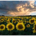 Sunflowers in Sweden.