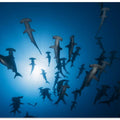 Hammerhead Shark - Underwater Photography