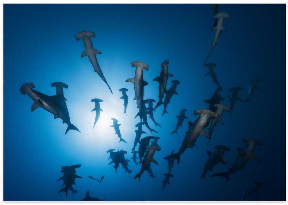Hammerhead Shark - Underwater Photography
