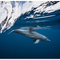 Bottlenose dolphin / Turciops Aduncus