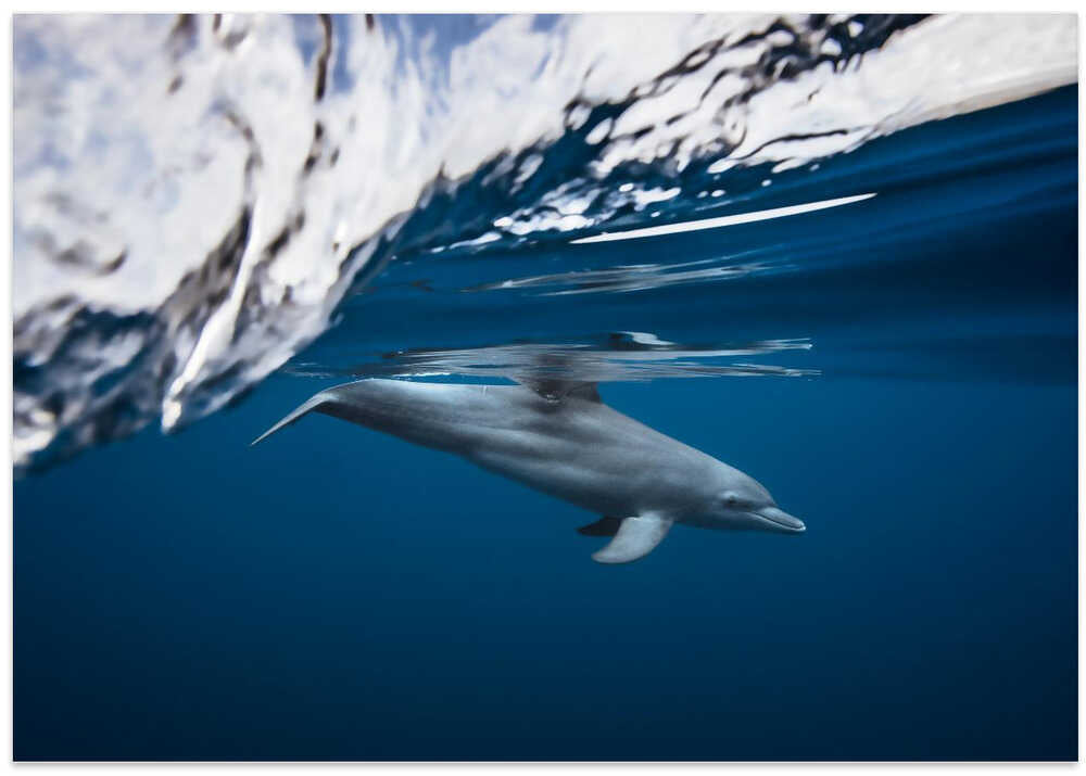 Bottlenose dolphin / Turciops Aduncus