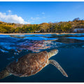 Green Turtle - Sea Turtle