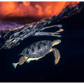 Green turtle and sunset - Sea Turtle