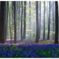 Bluebells