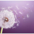 Dandelion Flying