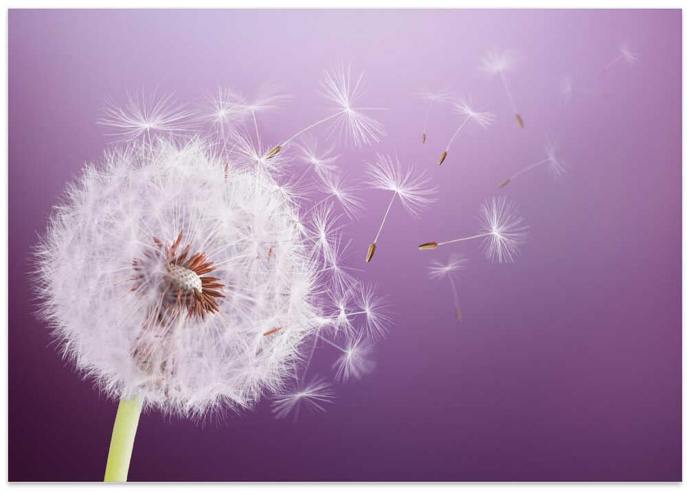 Dandelion Flying