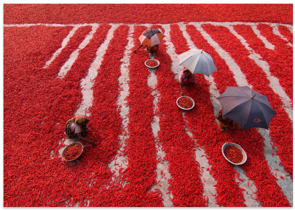 Red Chilies Pickers