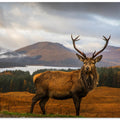 Scottish Stag
