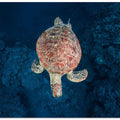 Green turtle on blue water