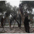 Olive Workers 2