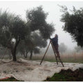 Olive Workers 4