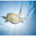 Sea Turtle - Green turtle