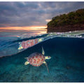 Green turtle with sunset