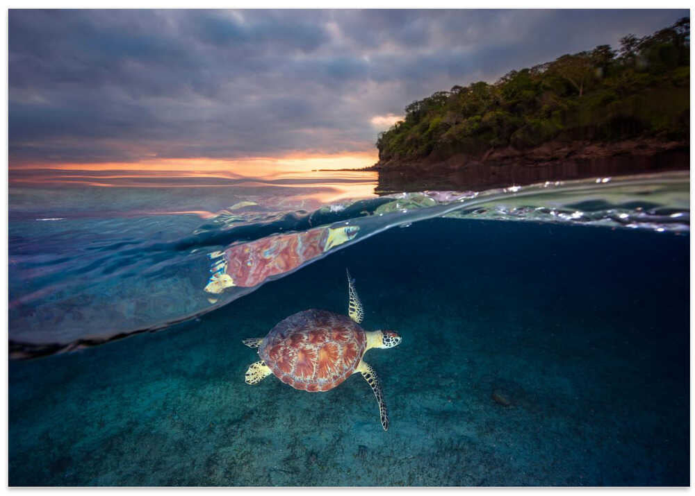 Green turtle with sunset