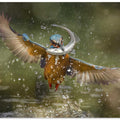 kingfisher