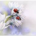 Ladybirds