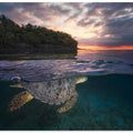 Over the surface - Sea Turtle
