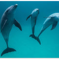 Bottlenose dolphins