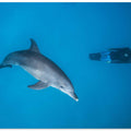 Dolphin and freediver