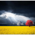 A Red Tree in the Canola Meadow