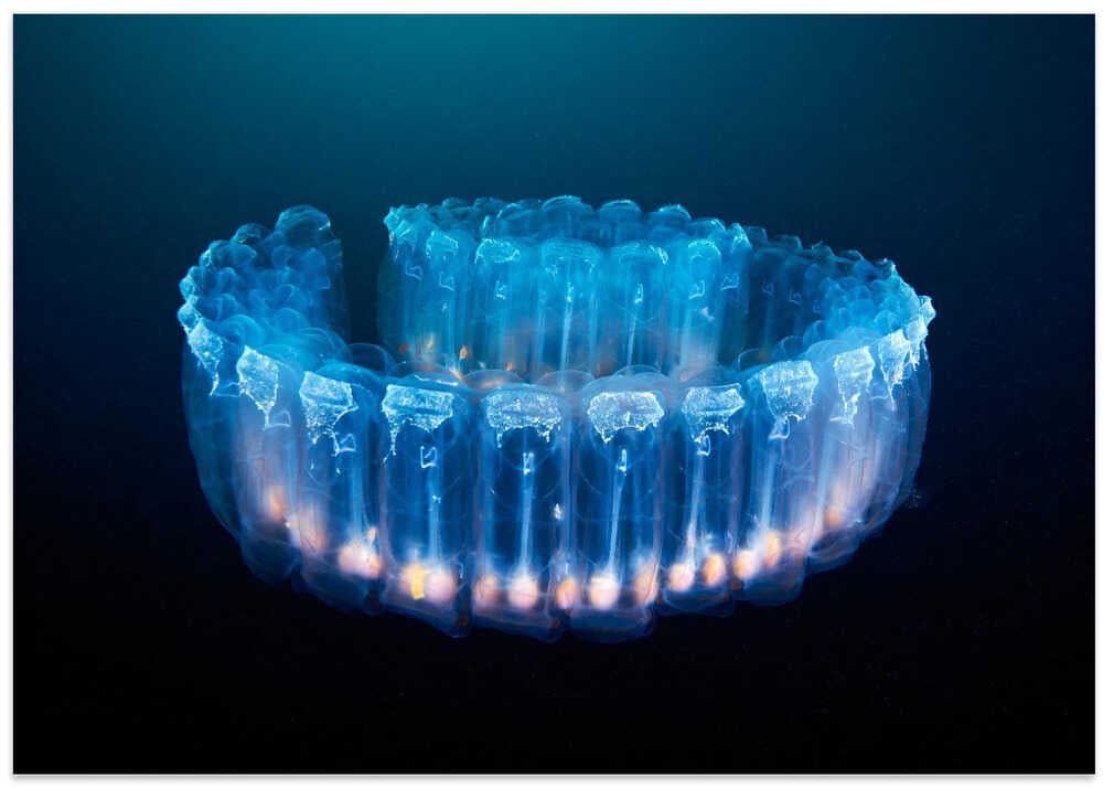 Alien lamp - Pegea confoederata