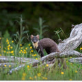 Marten in Sweden