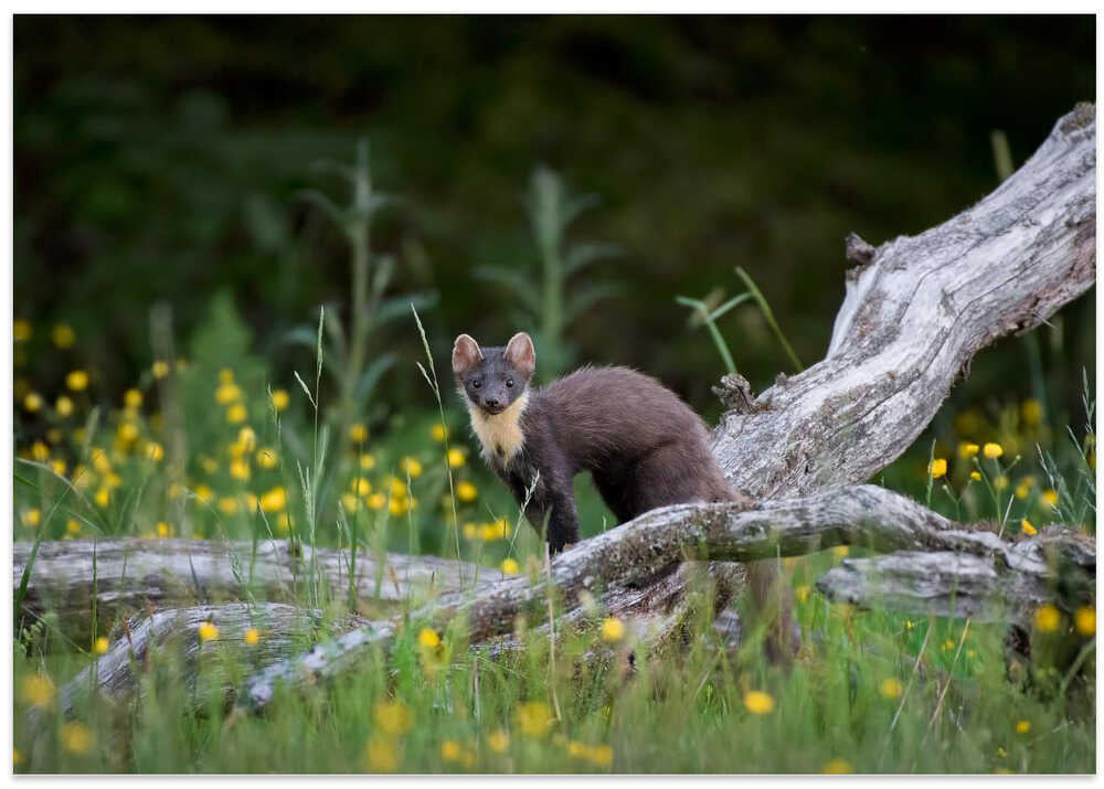 Marten in Sweden
